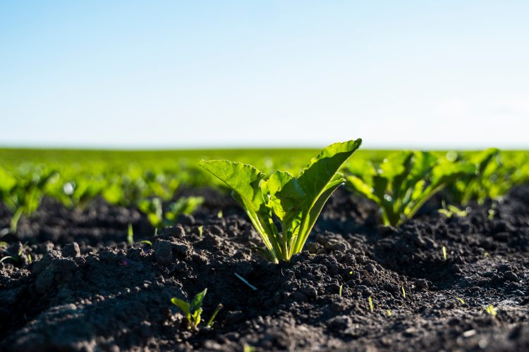 How to grow a robust crop of sugar beet