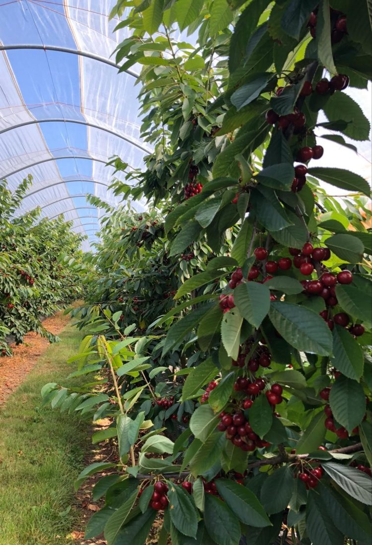 FMC Agro UK Industryleading experts in crop nutrition and crop protection