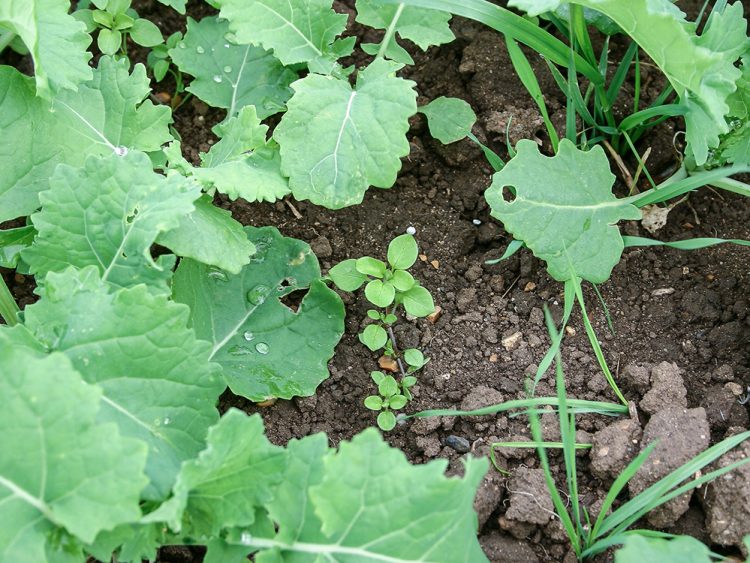 Preemergence broadleaf weed control with Centium® 360 CS